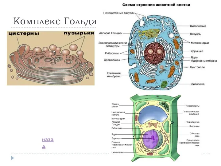 Комплекс Гольджи назад