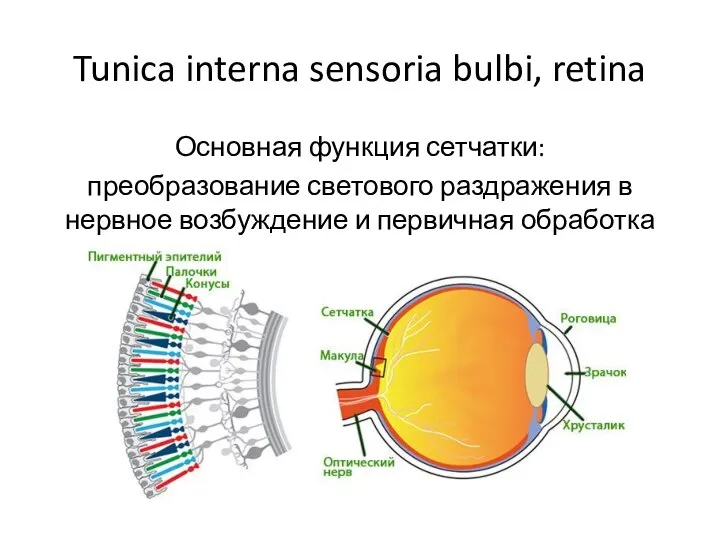 Tunica interna sensoria bulbi, retina Основная функция сетчатки: преобразование светового раздражения в