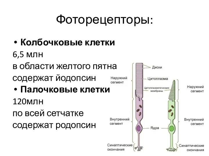 Фоторецепторы: Колбочковые клетки 6,5 млн в области желтого пятна содержат йодопсин Палочковые