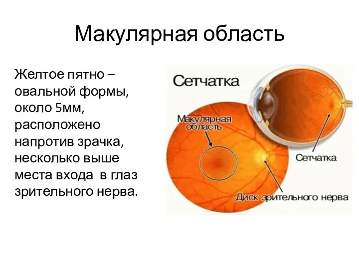 Макулярная область Желтое пятно – овальной формы, около 5мм, расположено напротив зрачка,