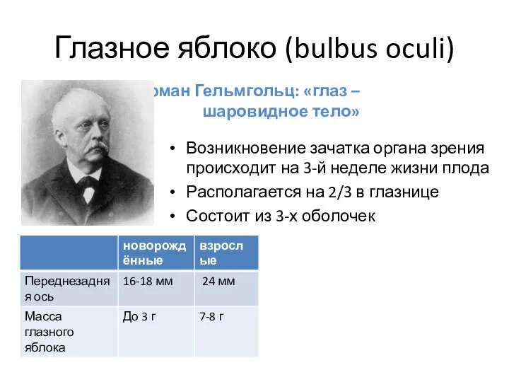 Глазное яблоко (bulbus oculi) Возникновение зачатка органа зрения происходит на 3-й неделе