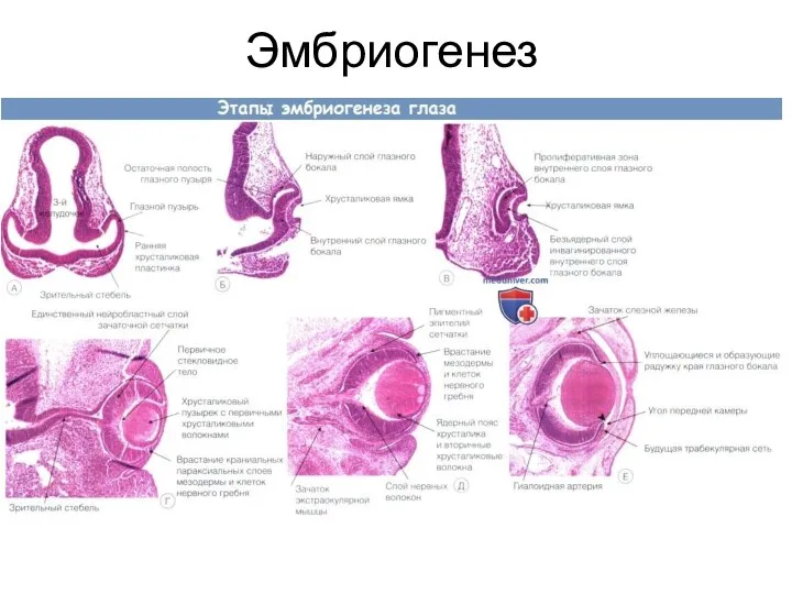 Эмбриогенез