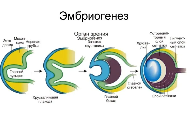 Эмбриогенез