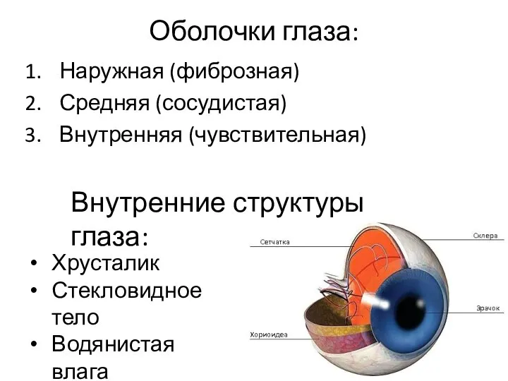 Оболочки глаза: Наружная (фиброзная) Средняя (сосудистая) Внутренняя (чувствительная) Внутренние структуры глаза: Хрусталик Стекловидное тело Водянистая влага