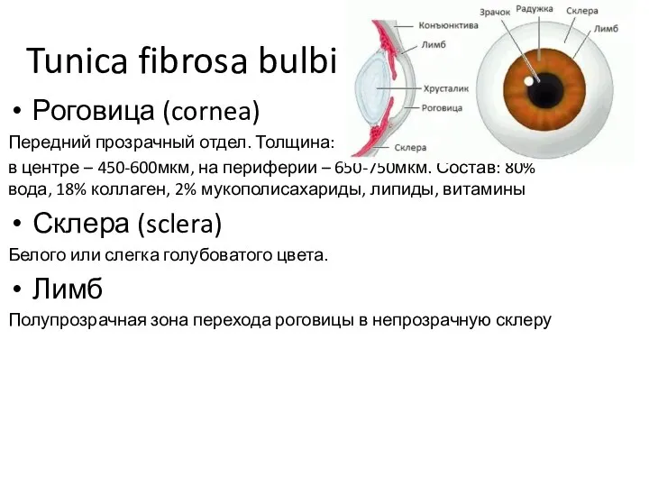Tunica fibrosa bulbi Роговица (cornea) Передний прозрачный отдел. Толщина: в центре –