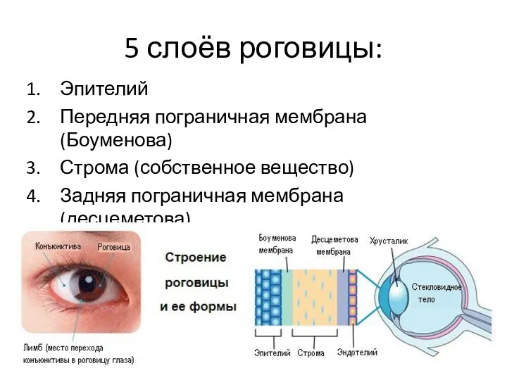 5 слоёв роговицы: Эпителий Передняя пограничная мембрана (Боуменова) Строма (собственное вещество) Задняя