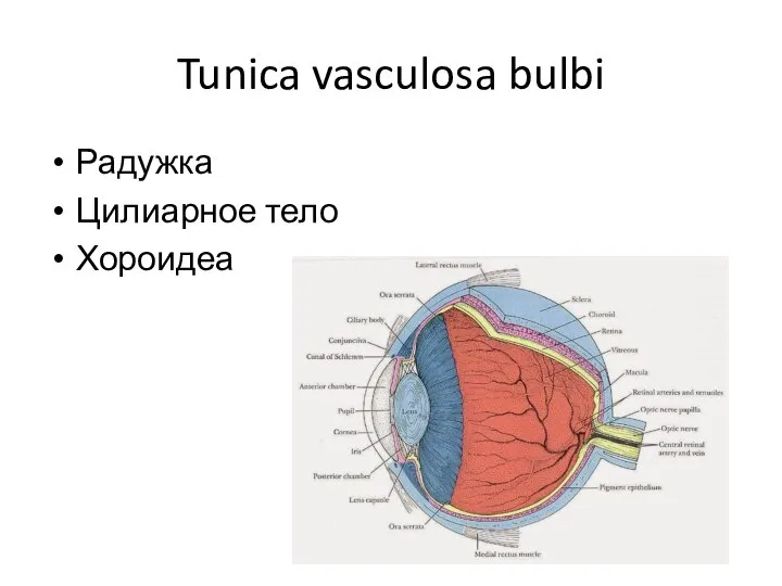 Tunica vasculosa bulbi Радужка Цилиарное тело Хороидеа