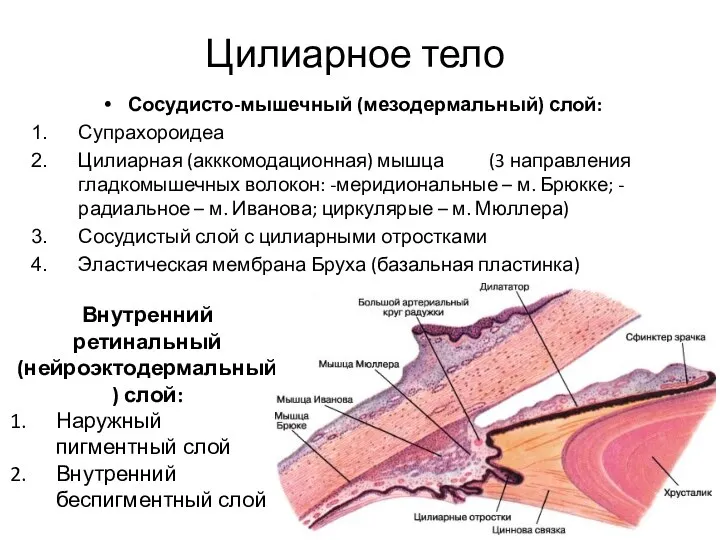 Цилиарное тело Сосудисто-мышечный (мезодермальный) слой: Супрахороидеа Цилиарная (акккомодационная) мышца (3 направления гладкомышечных