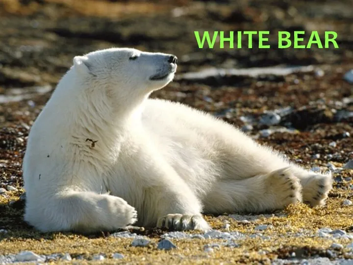 WHITE BEAR