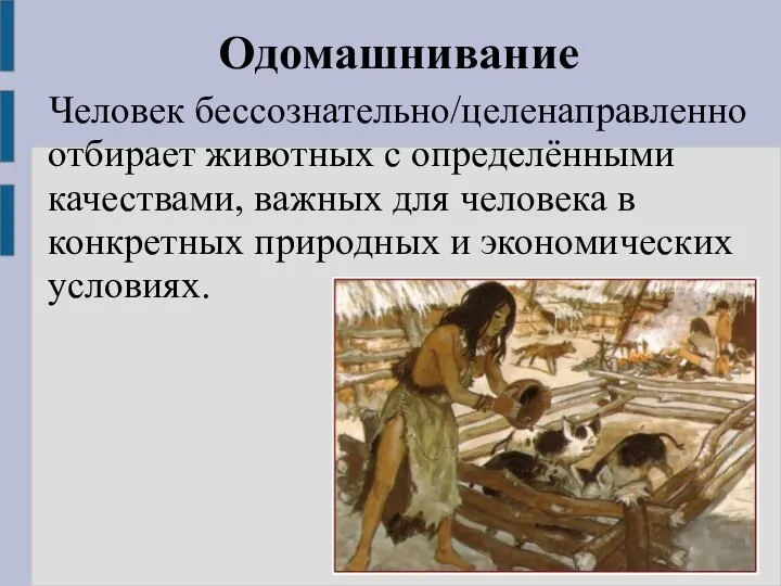 Одомашнивание Человек бессознательно/целенаправленно отбирает животных с определёнными качествами, важных для человека в