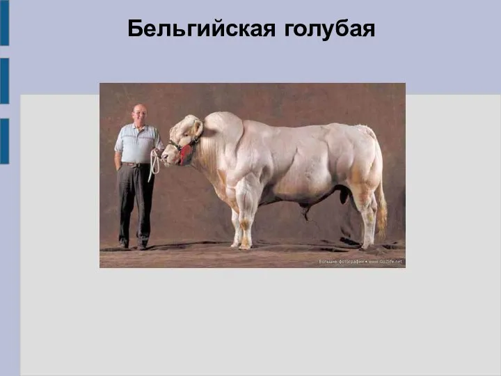 Бельгийская голубая