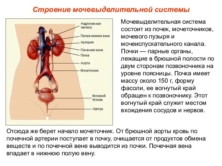 Строение мочевыделительной системы Мочевыделительная система состоит из почек, мочеточников, мочевого пузыря и