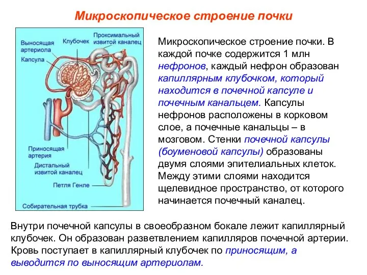 Микроскопическое строение почки Внутри почечной капсулы в своеобразном бокале лежит капиллярный клубочек.