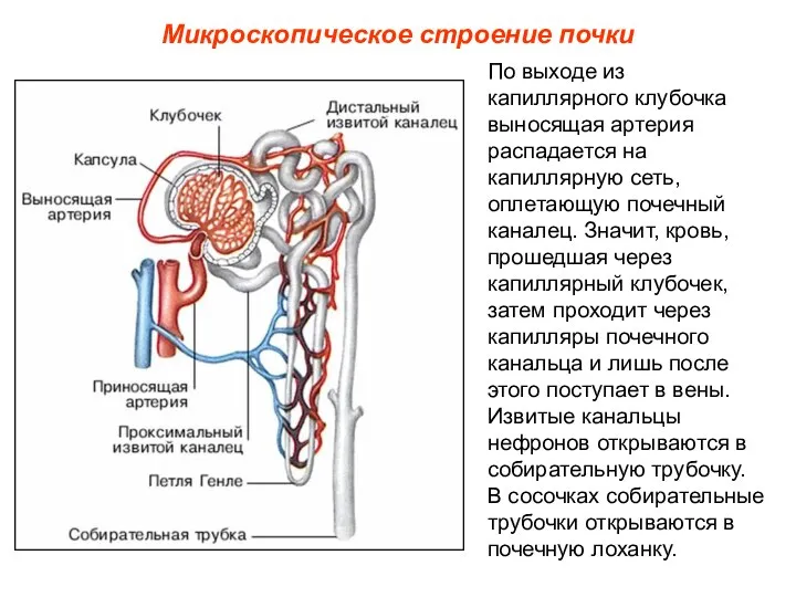 Микроскопическое строение почки По выходе из капиллярного клубочка выносящая артерия распадается на