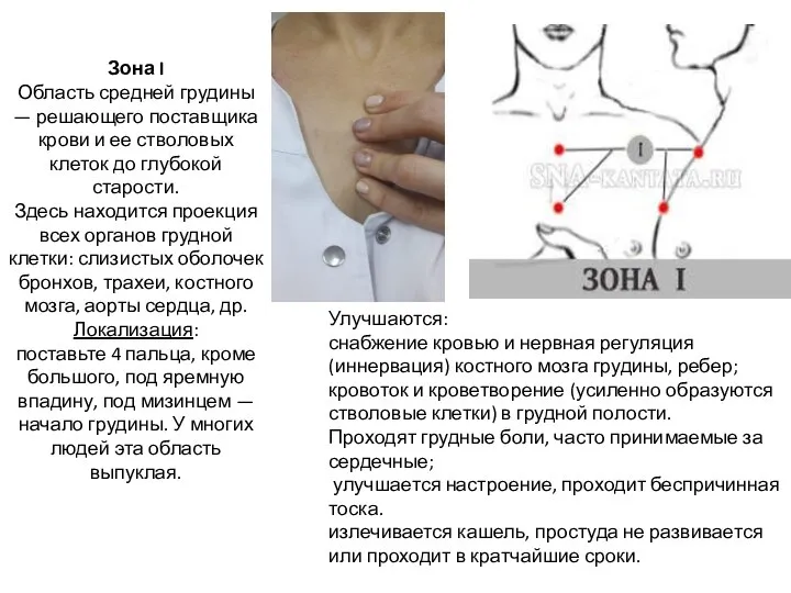 Зона I Область средней грудины — решающего поставщика крови и ее стволовых