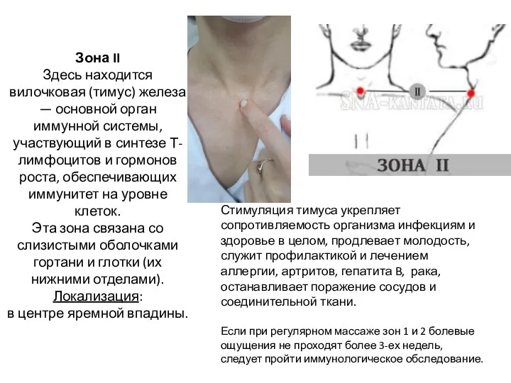 Зона II Здесь находится вилочковая (тимус) железа — основной орган иммунной системы,