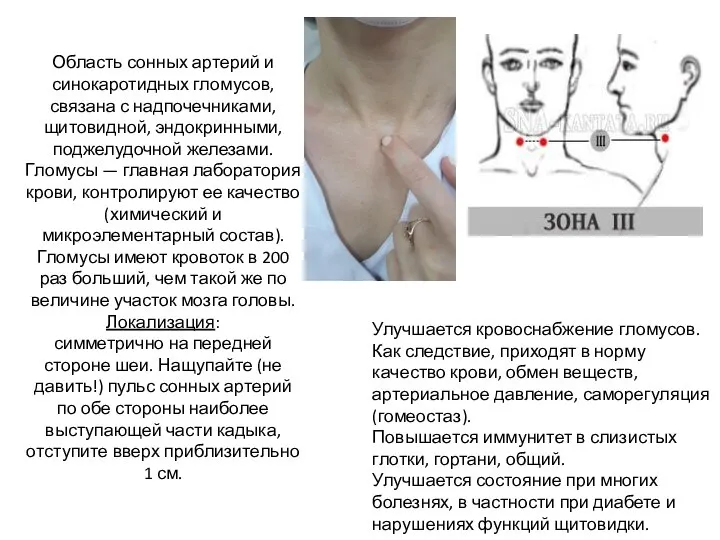 Область сонных артерий и синокаротидных гломусов, связана с надпочечниками, щитовидной, эндокринными, поджелудочной