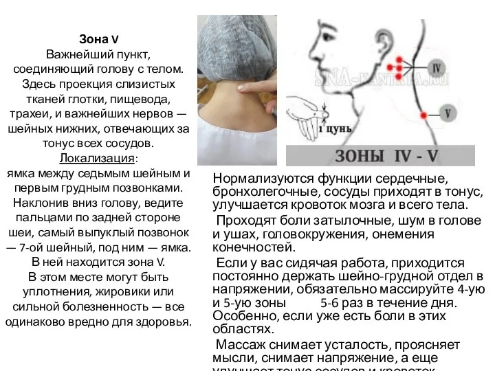 Зона V Важнейший пункт, соединяющий голову с телом. Здесь проекция слизистых тканей