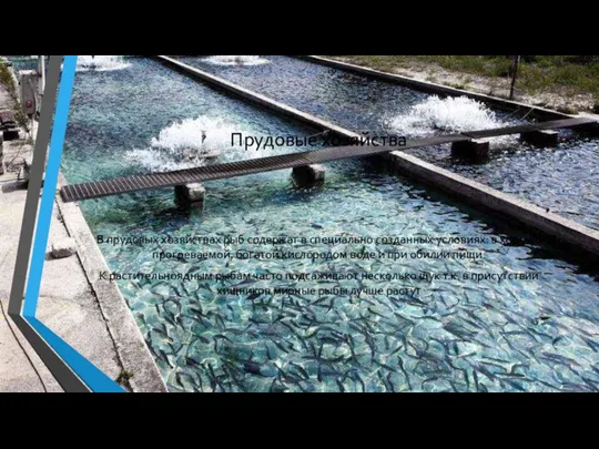 Прудовые хозяйства В прудовых хозяйствах рыб содержат в специально созданных условиях: в