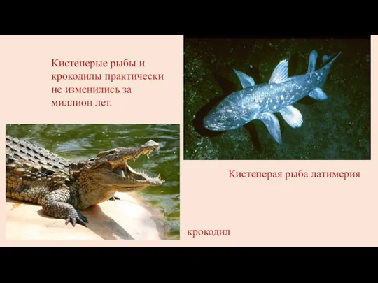 крокодил Кистеперая рыба латимерия Кистеперые рыбы и крокодилы практически не изменились за миллион лет.