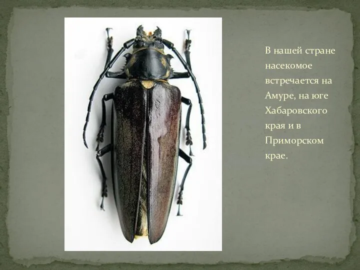В нашей стране насекомое встречается на Амуре, на юге Хабаровского края и в Приморском крае.