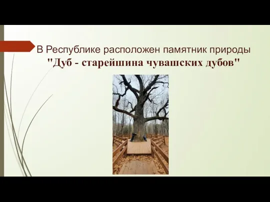 В Республике расположен памятник природы "Дуб - старейшина чувашских дубов"