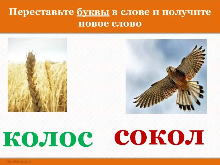 Переставьте буквы в слове и получите новое слово колос сокол