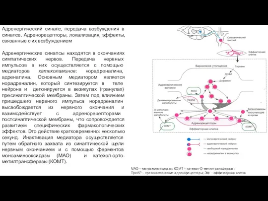 Адренергический синапс, передача возбуждения в синапсе. Адренорецепторы, локализация, эффекты, связанные с их