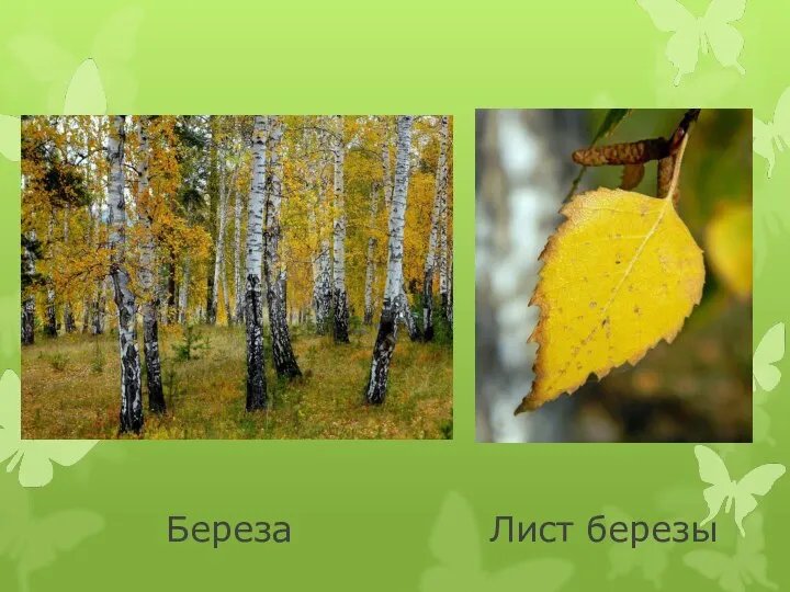 Береза Лист березы