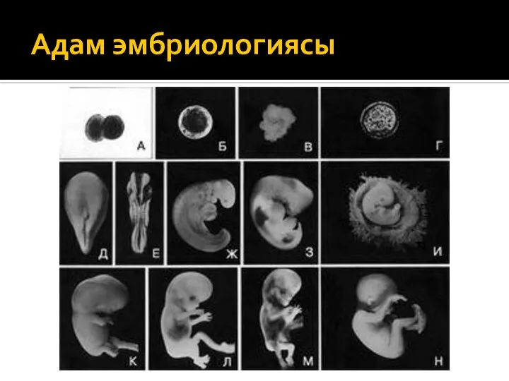 Адам эмбриологиясы