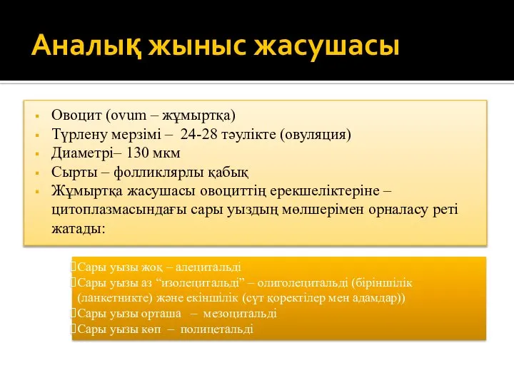 Аналық жыныс жасушасы Овоцит (ovum – жұмыртқа) Түрлену мерзімі – 24-28 тәулікте