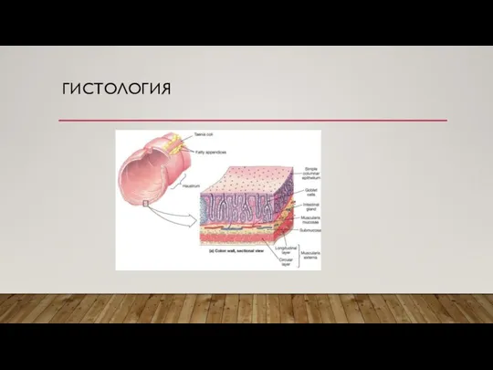 ГИСТОЛОГИЯ