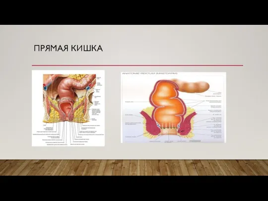 ПРЯМАЯ КИШКА