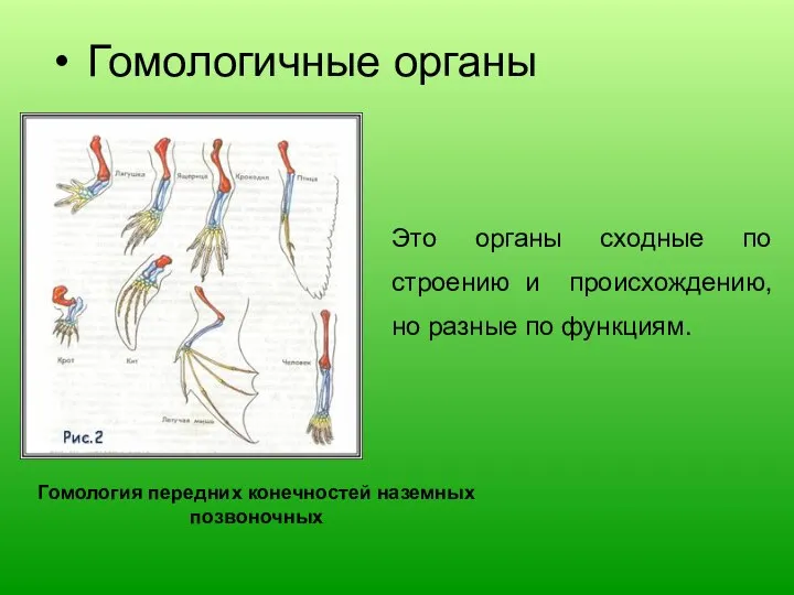 Гомологичные органы Гомология передних конечностей наземных позвоночных Это органы сходные по строению