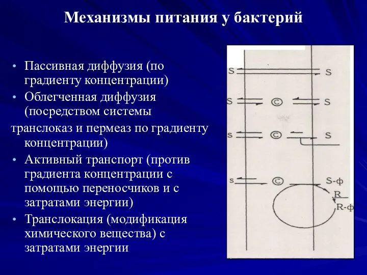 Механизмы питания у бактерий Пассивная диффузия (по градиенту концентрации) Облегченная диффузия (посредством