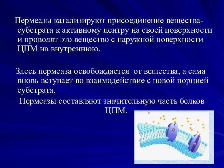 Пермеазы катализируют присоединение вещества-субстрата к активному центру на своей поверхности и проводят