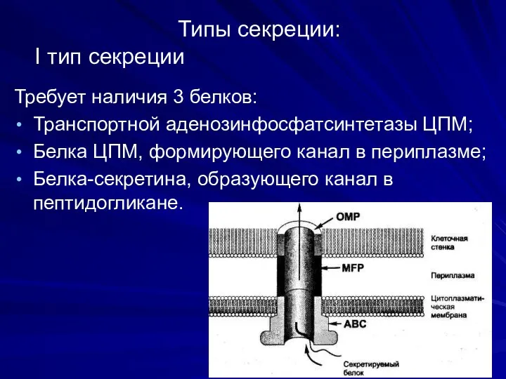 Типы секреции: I тип секреции Требует наличия 3 белков: Транспортной аденозинфосфатсинтетазы ЦПМ;