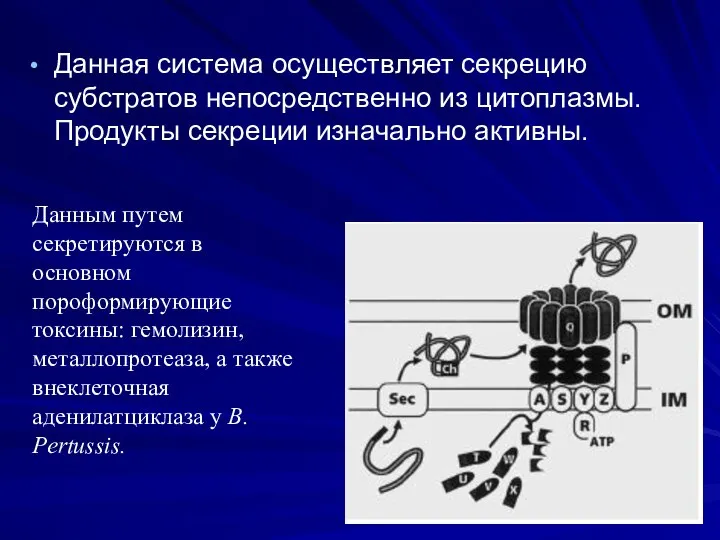 Данная система осуществляет секрецию субстратов непосредственно из цитоплазмы. Продукты секреции изначально активны.