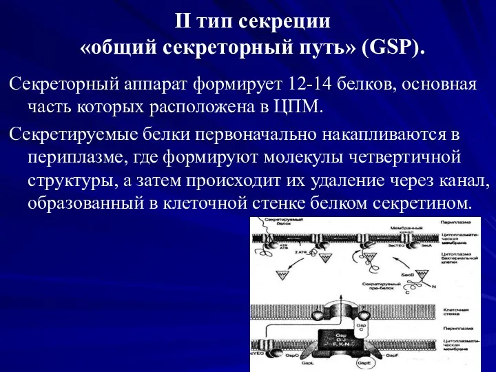 II тип секреции «общий секреторный путь» (GSP). Секреторный аппарат формирует 12-14 белков,