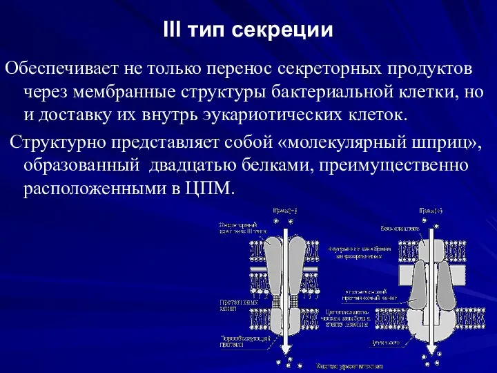 III тип секреции Обеспечивает не только перенос секреторных продуктов через мембранные структуры