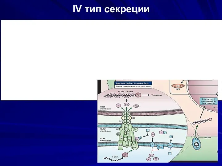 IV тип секреции Обеспечивает выделение белков- аутотранспортёров. У каждой молекулы существует терминальный