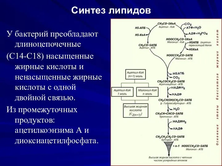 Синтез липидов У бактерий преобладают длиноцепочечные (С14-С18) насыщенные жирные кислоты и ненасыщенные