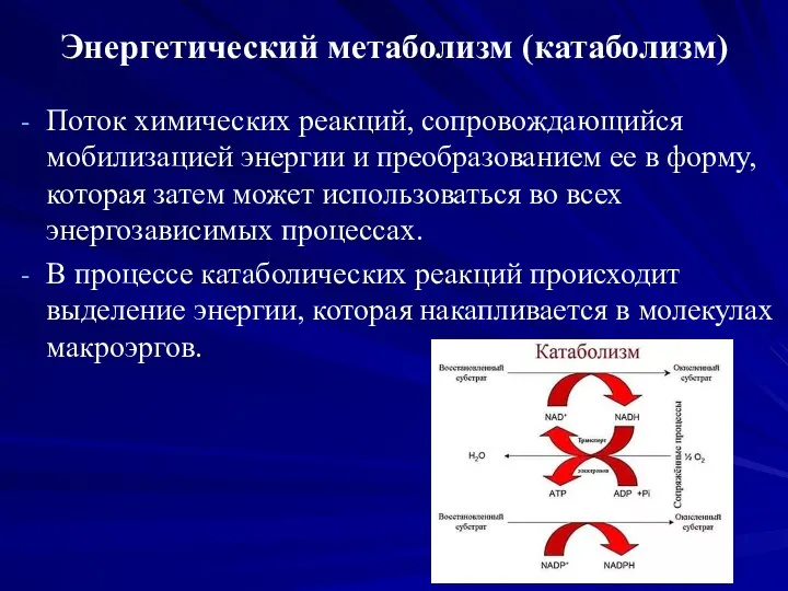 Энергетический метаболизм (катаболизм) Поток химических реакций, сопровождающийся мобилизацией энергии и преобразованием ее