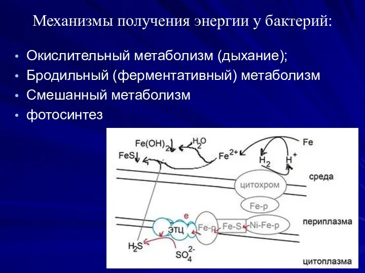 Механизмы получения энергии у бактерий: Окислительный метаболизм (дыхание); Бродильный (ферментативный) метаболизм Смешанный метаболизм фотосинтез