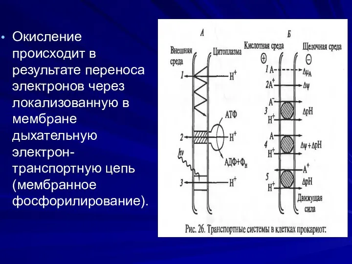 Окисление происходит в результате переноса электронов через локализованную в мембране дыхательную электрон-транспортную цепь (мембранное фосфорилирование).