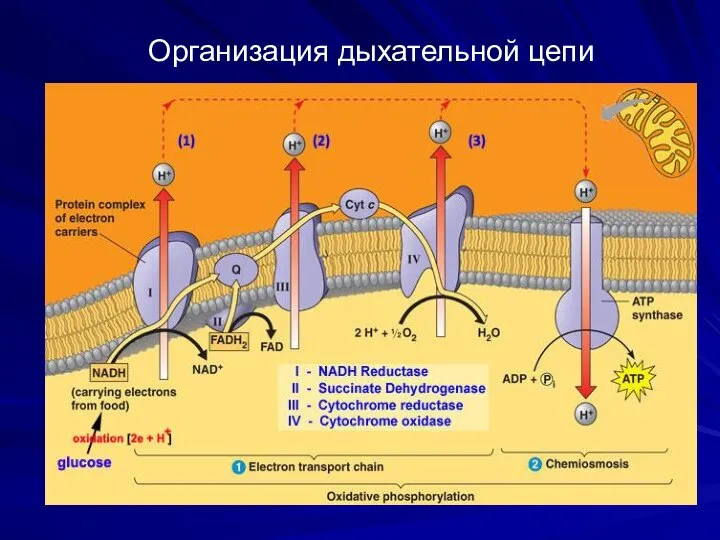 Организация дыхательной цепи