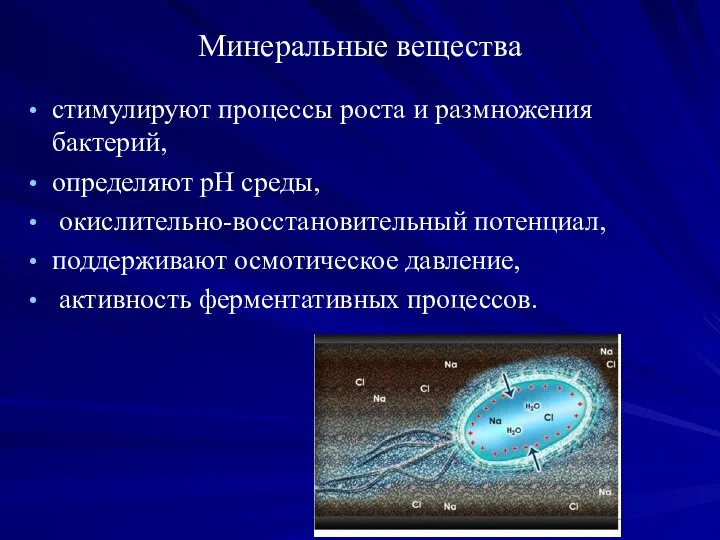 Минеральные вещества стимулируют процессы роста и размножения бактерий, определяют рН среды, окислительно-восстановительный