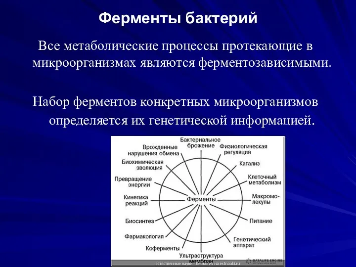 Ферменты бактерий Все метаболические процессы протекающие в микроорганизмах являются ферментозависимыми. Набор ферментов