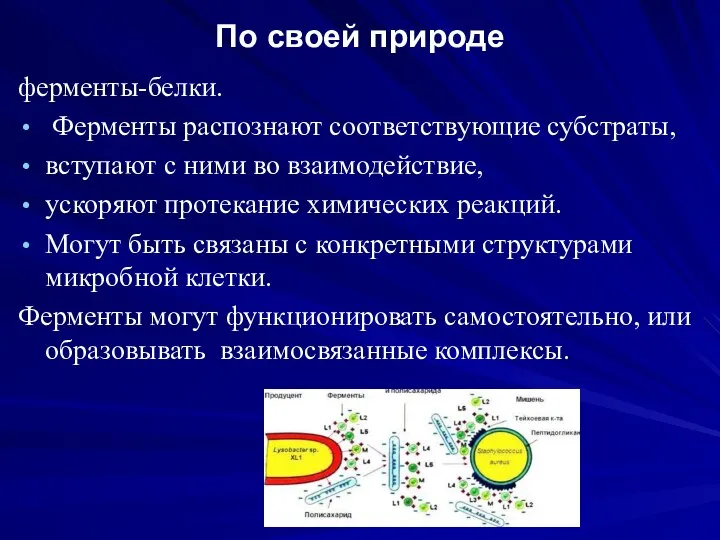 По своей природе ферменты-белки. Ферменты распознают соответствующие субстраты, вступают с ними во