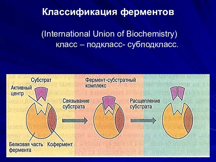 Классификация ферментов (International Union of Biochemistry) класс – подкласс- субподкласс.